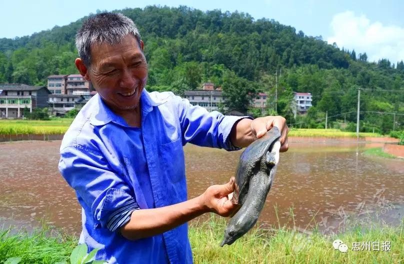白石山林区生态环境,白石镇竹海