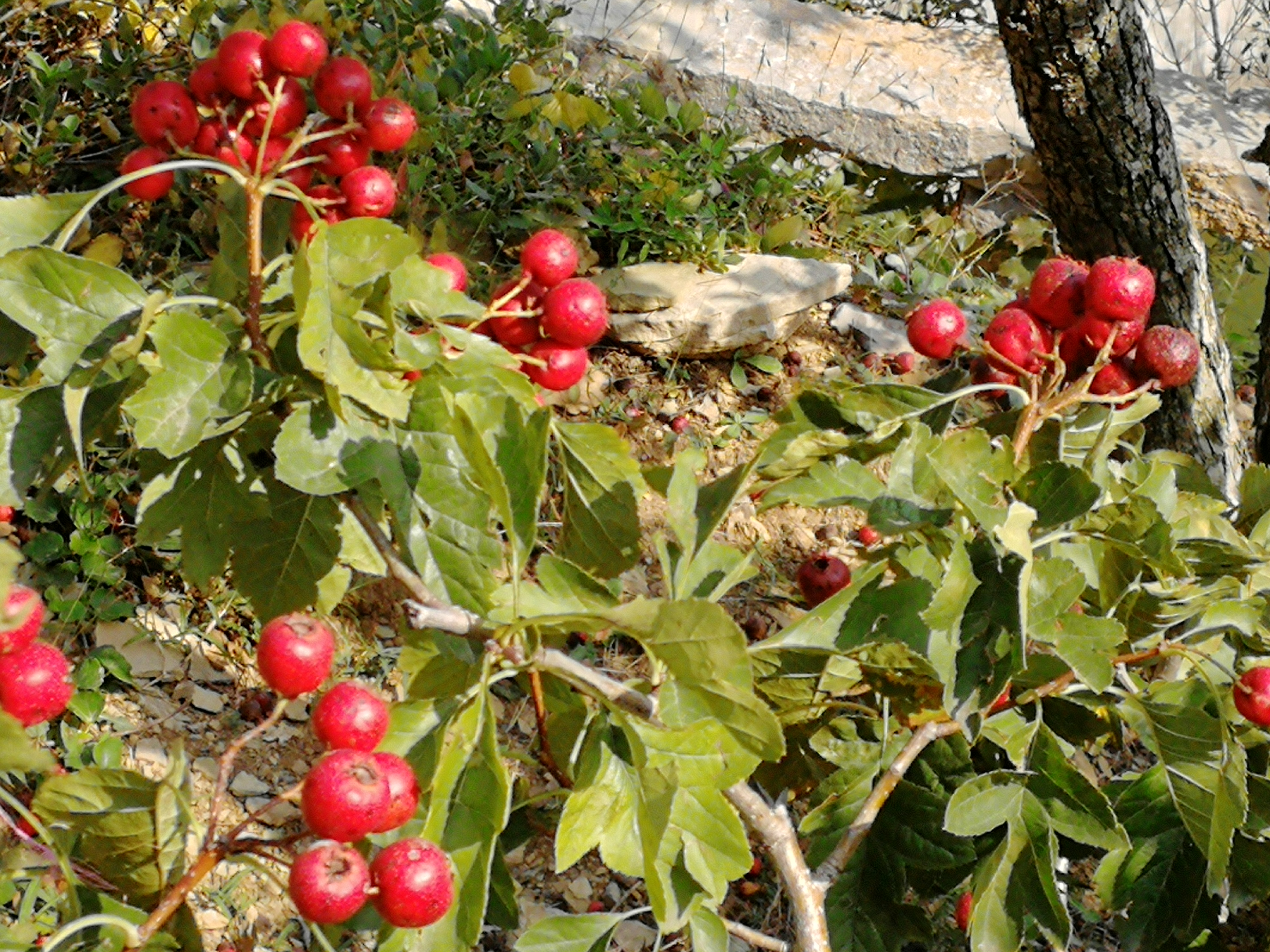 高效生态农业规模化,高效生态农业项目简介