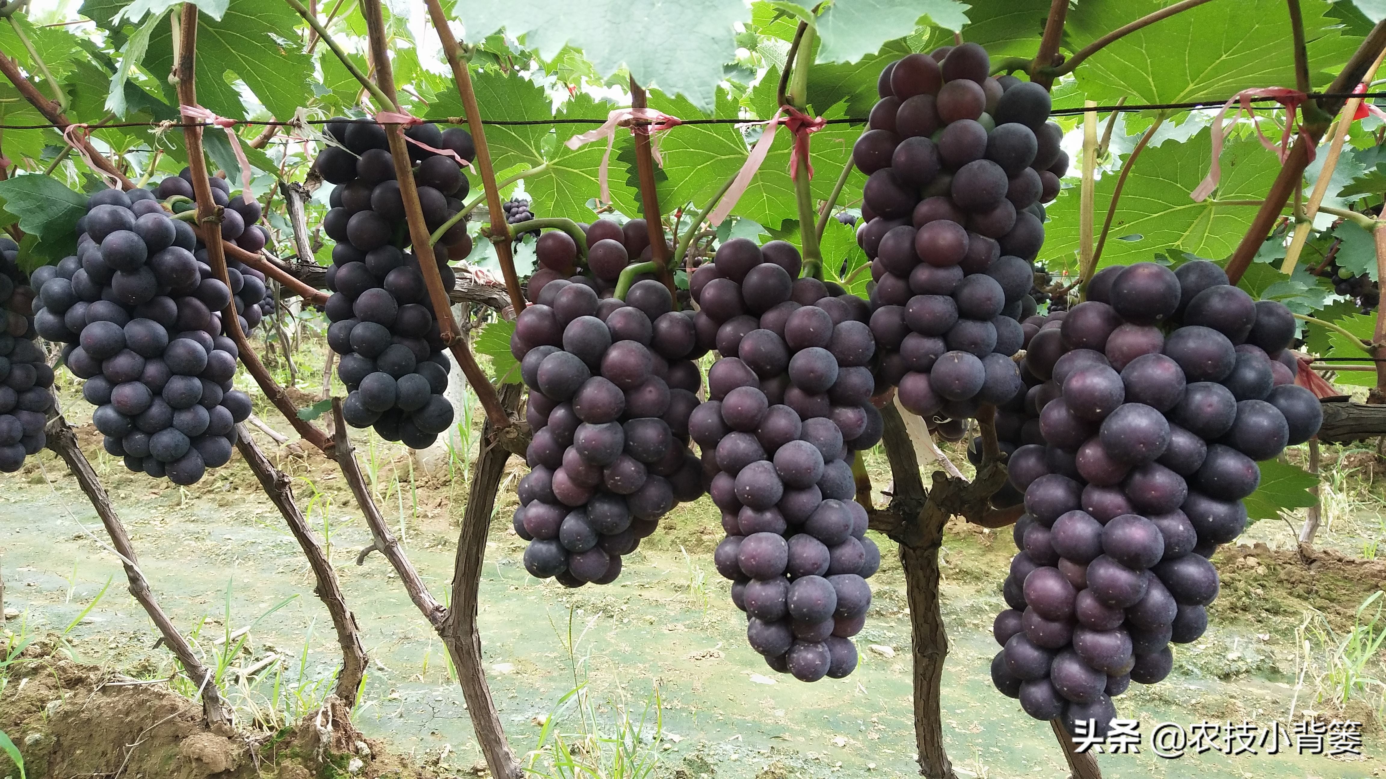葡萄大小粒严重怎么补救,葡萄大小不均怎么治