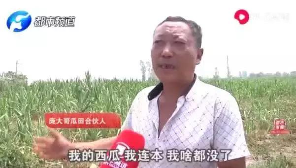 瓜农被偷瓜赔300元,瓜农摘瓜女子赔偿300元