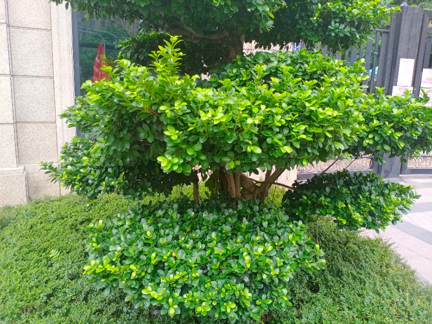 我的第一块智能手表,我的第一块运动手表