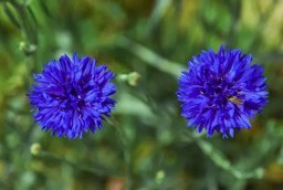 克什米尔蓝宝石的历史,印度克什米尔蓝宝石的特征