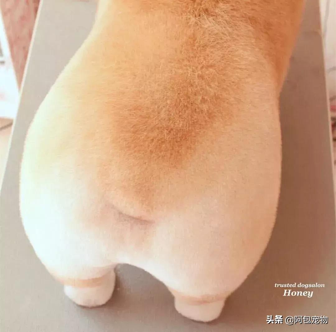 2019柯基国家展,首届柯基