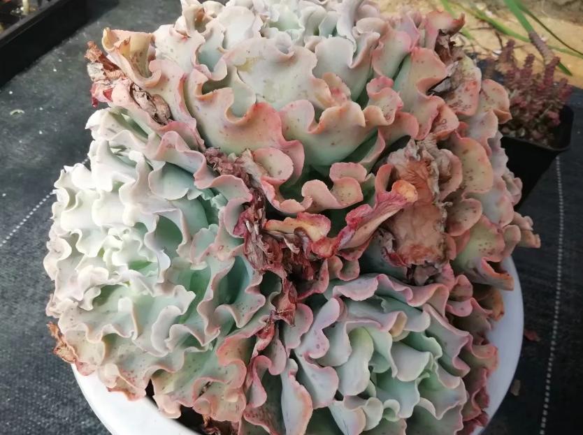 多肉养出状态来有多美?这102种多肉控养上色之后美呆了