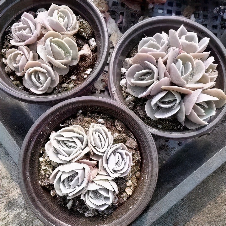 多肉对比图片,多肉对比高清图