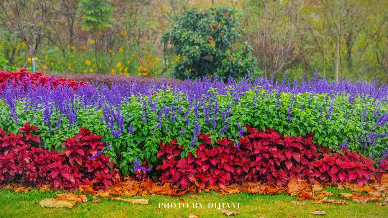 金坛花谷奇缘有什么地方值得打卡,金坛花谷奇缘赏花攻略