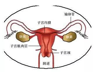 啪啪过的女性90%都会得这种病!扩散,现在知道还不晚