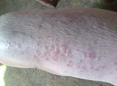 猪皮肤病怎么预防,猪的皮肤病怎么治