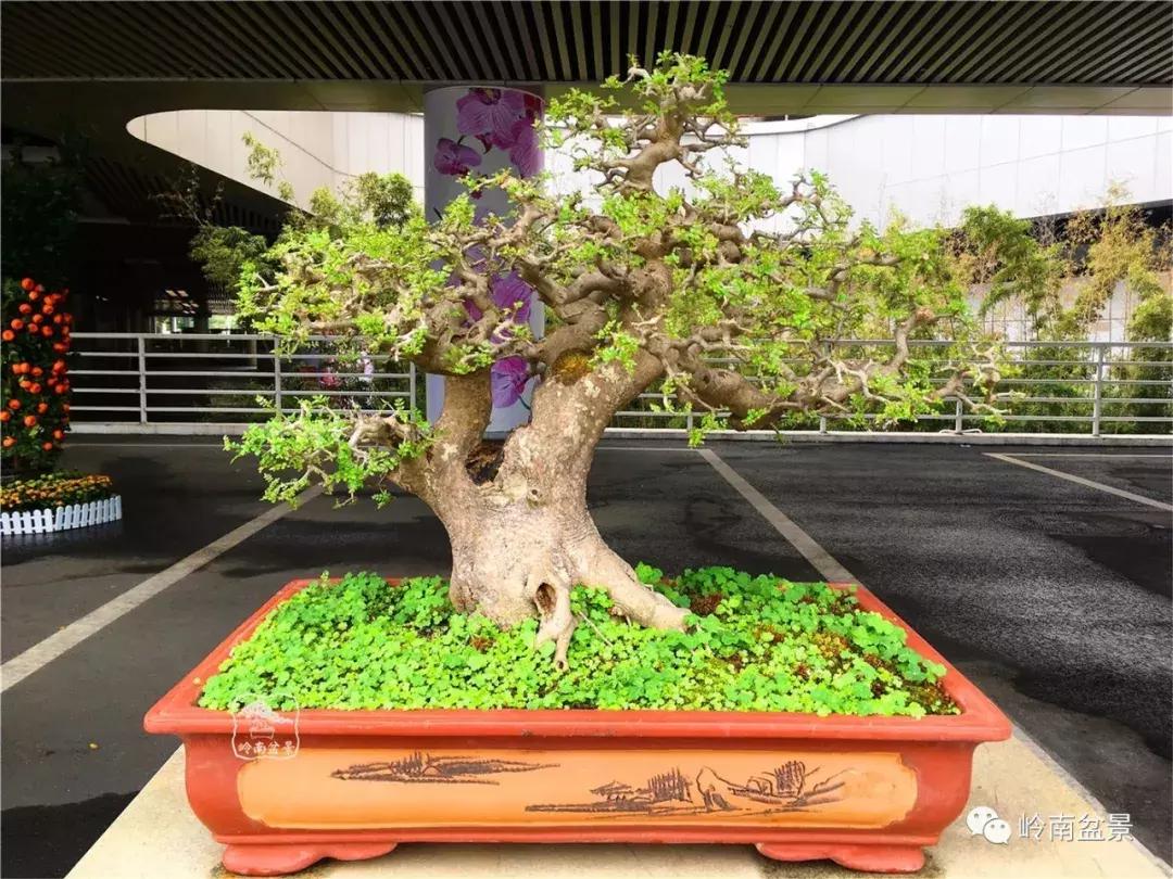 造型极美的盆景一起来欣赏,一组风吹出来的盆景欣赏动感十足