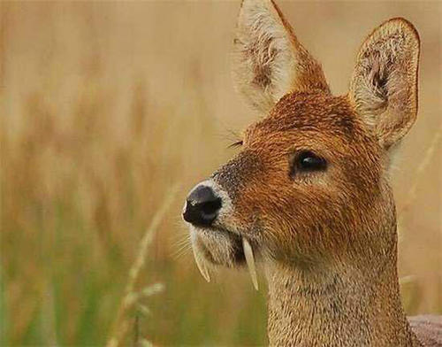 獐头鼠目指什么动物,獐头鼠目面相的女人