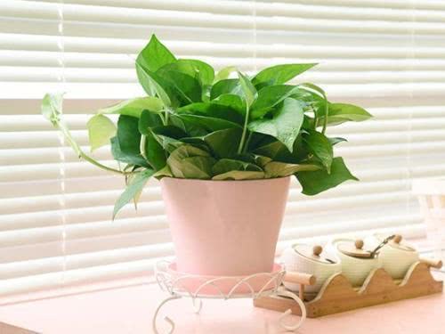 绿萝新叶卷曲焦黑,绿萝嫩叶卷曲是什么原因