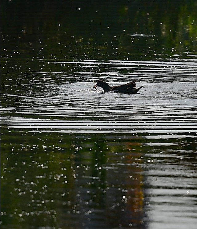 为什么蜻蜓不会杂交,蜻蜓为什么是两性生殖