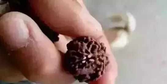 手串有白色小虫子,手串长虫子是什么原理