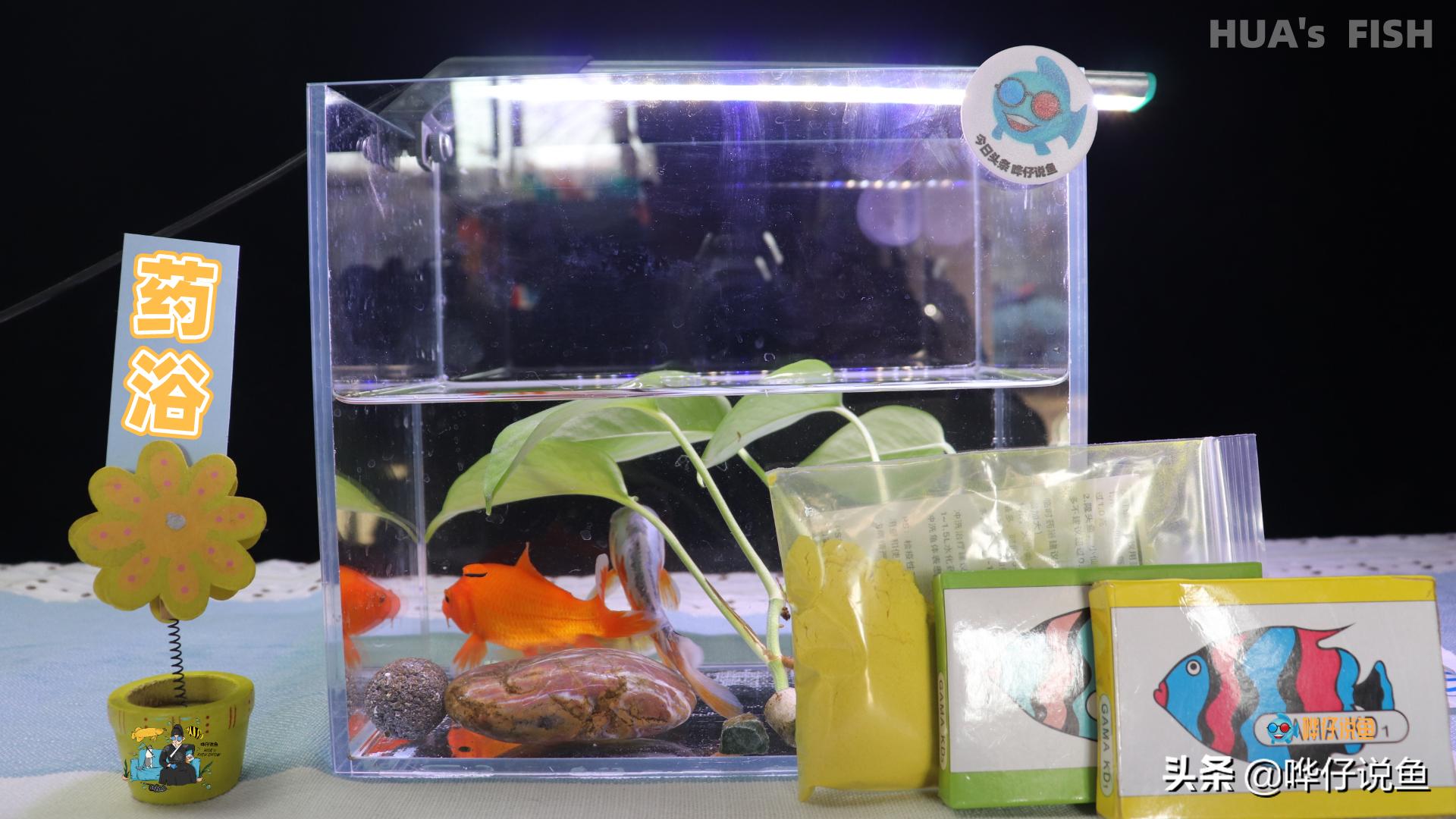 小鱼缸养鱼知识大全,养鱼小技巧大全鱼缸