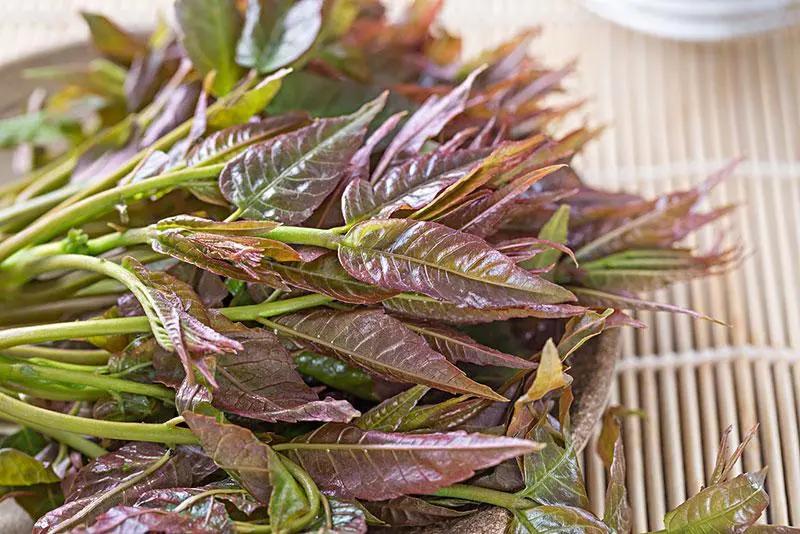 诗人笔下的香椿,描写香椿的散文