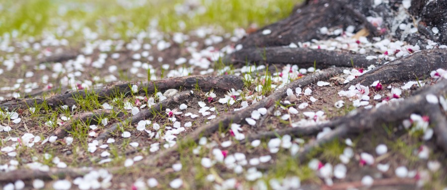 古代文人笔下的春,古人眼中的春天是这样的
