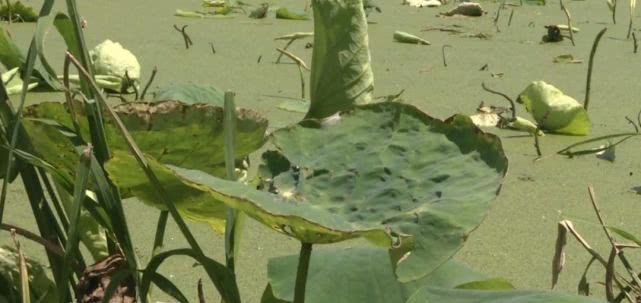 鱼塘里的不速之客,池塘来了入侵者