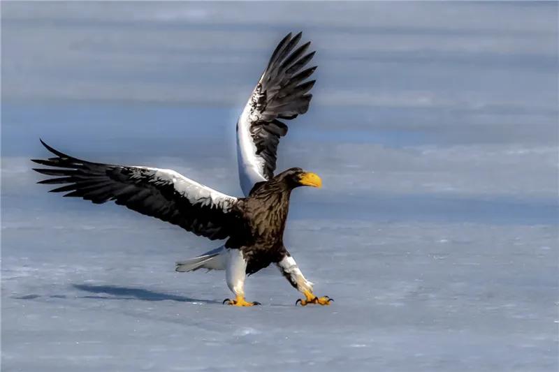 动物界的顶级视力,动物的视力是怎么来的