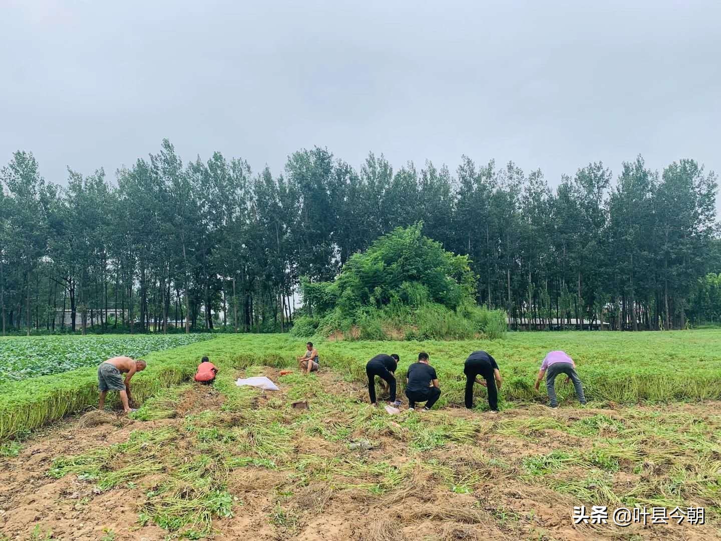 农民丰收歌2019,农民丰收唱新歌