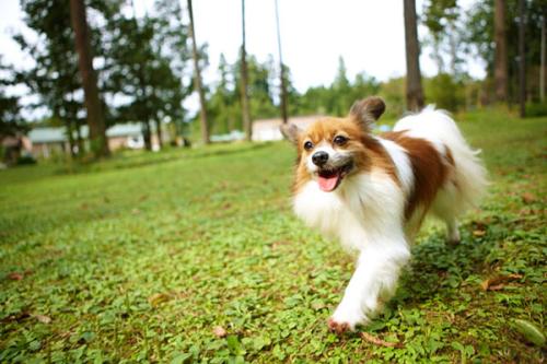 蝴蝶犬可以和猫一起养吗,蝴蝶犬适合小孩养吗