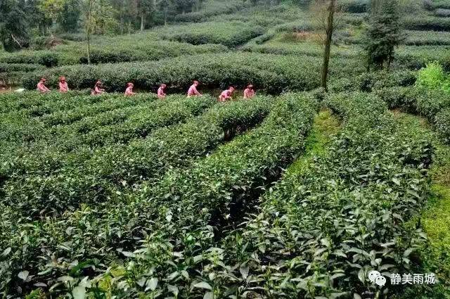 雨城名字由来,雨城区乡镇区划调整方案