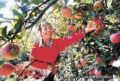 苹果种植技术哪里最好视频,苹果种植技术施肥讲解