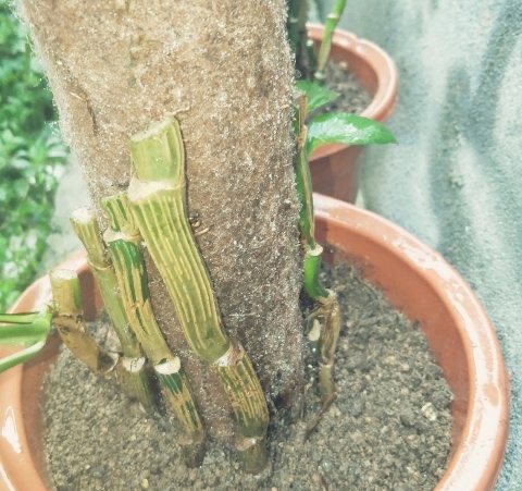 绿萝冻伤叶子发黄怎么救,绿萝叶子冻伤掉完了就剩藤条了