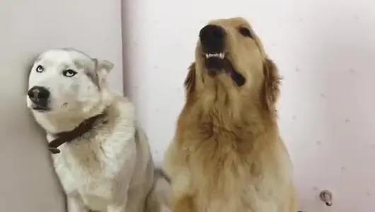 从小养大的狗狗是不是把你当妈妈,不敢相信亲手养大的狗