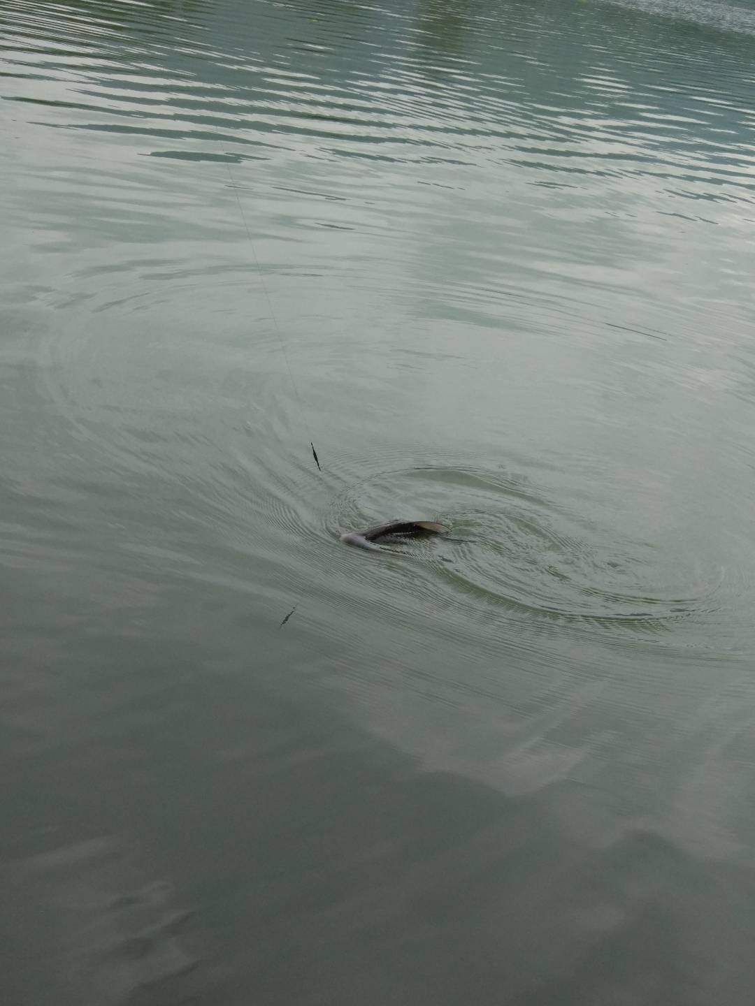 路亚滑漂饵料的制作方法,滑漂钓法之用竿线组饵料篇