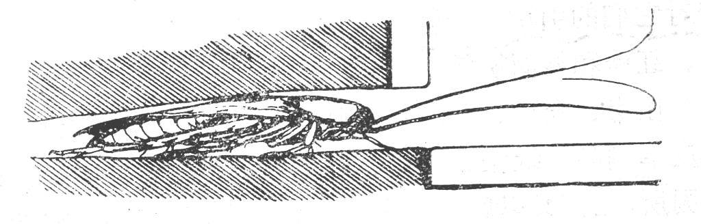 世界害虫日科普,世界害虫日