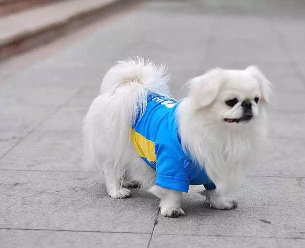 45种狗狗,45种狗狗很难得一见你认识几种