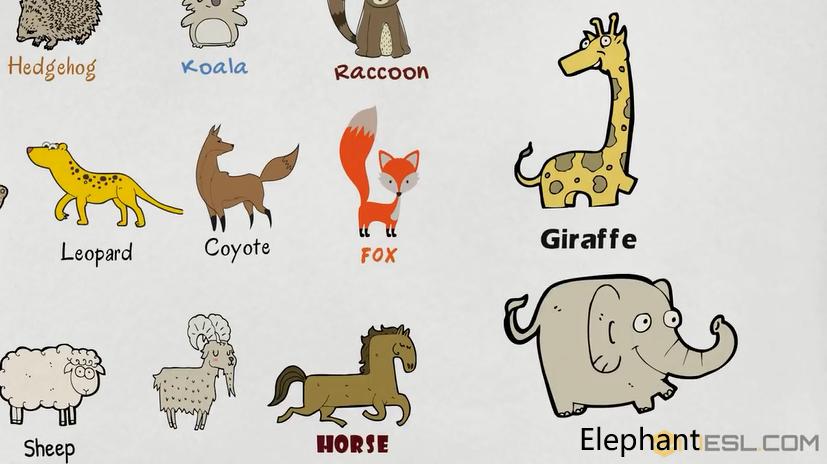 常见动物英语词汇大全,英语常见词汇大全表