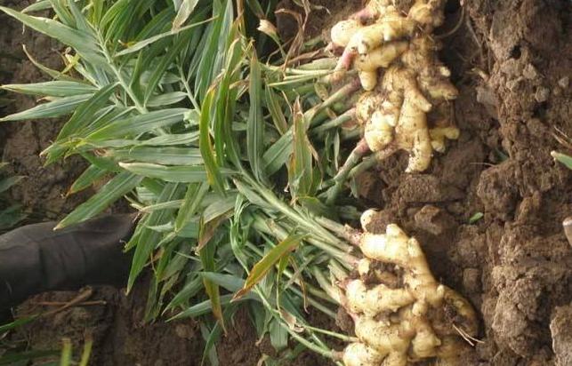 生姜新品种及种植技术有哪些,生姜种植技术生姜采收保存技术