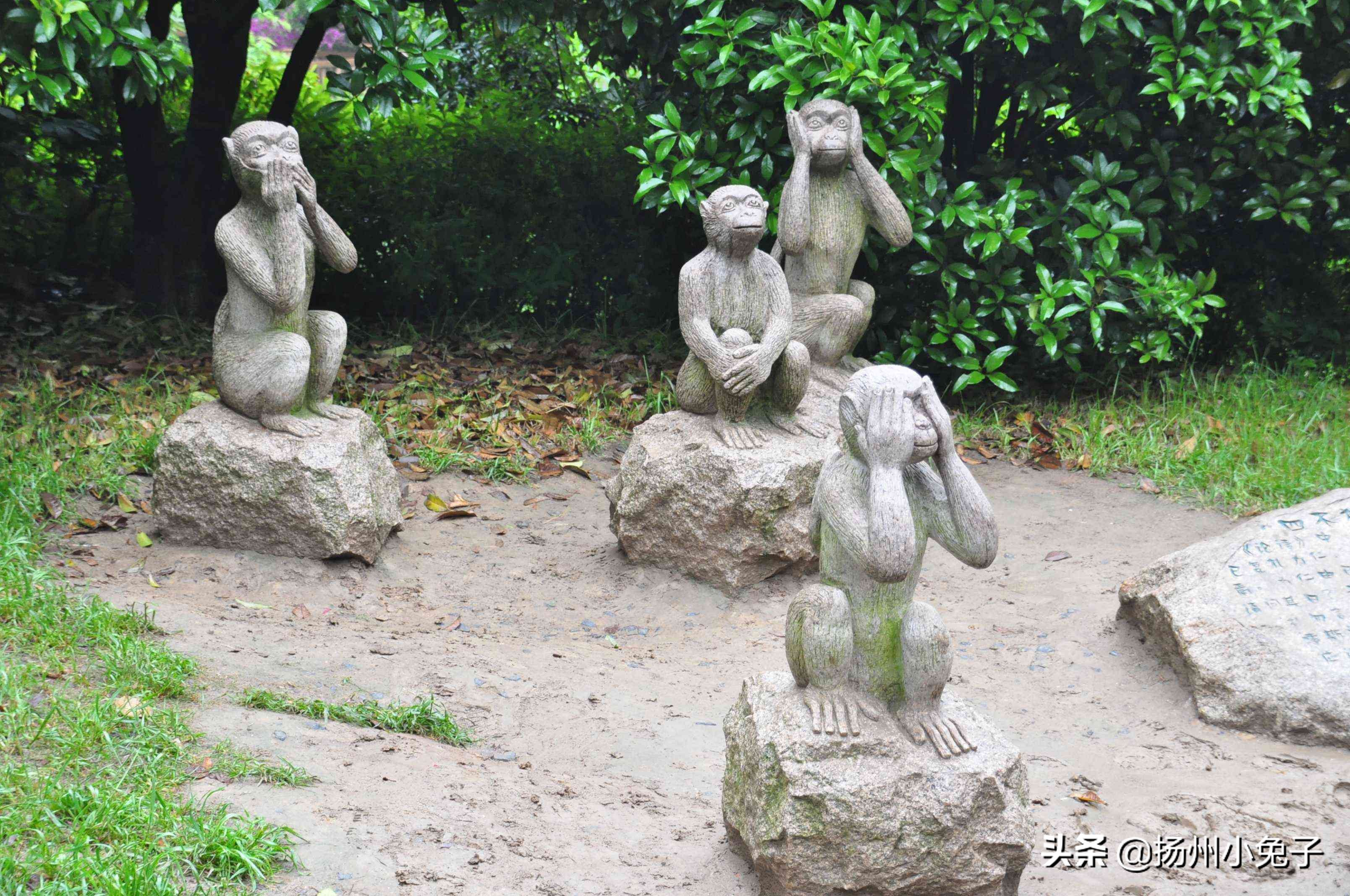 猴群社会关系,猴群和人类社会