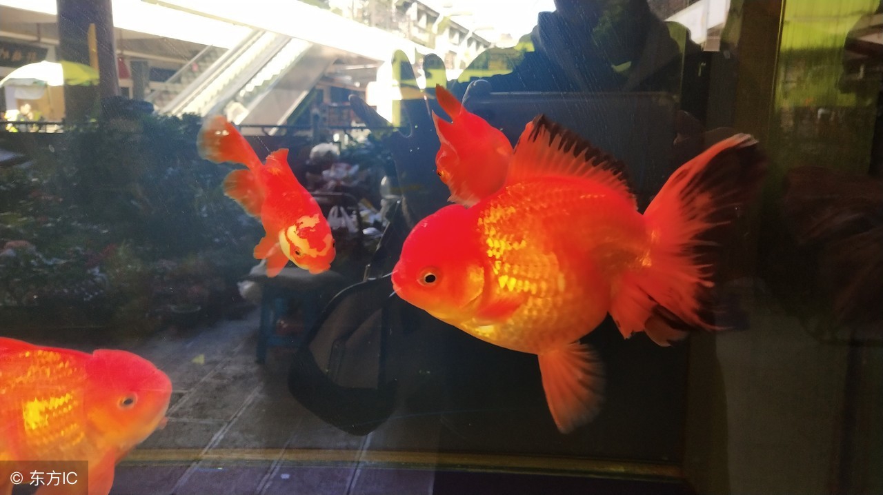 开缸养水三天了水依然浑浊怎么办,鳖缸水质混浊是什么原因