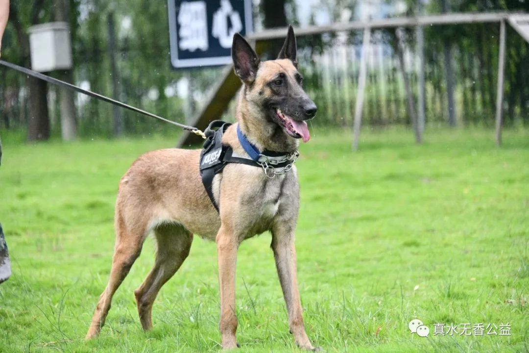 我是一条警犬，我的名字叫马六