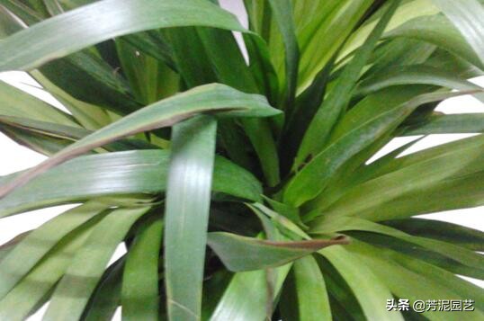 龙血树上方叶尖发黄干枯什么原因,宽叶龙血树叶尖干枯怎么救