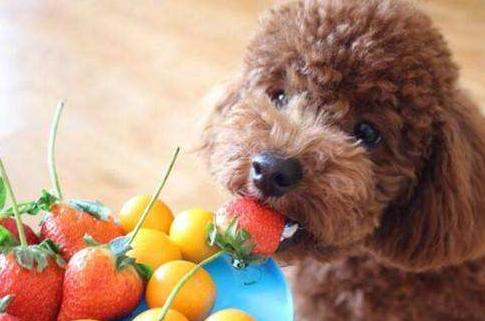 泰迪犬讨厌你的时候还会说话吗,泰迪撒娇方式