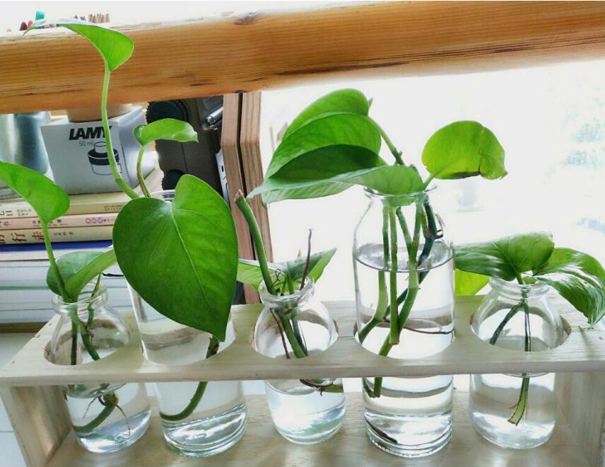 可以水培不需要光的植物,能水培就别土培