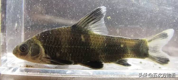 松花江名鱼三花五罗十八子,三花五罗十八子鳇鱼