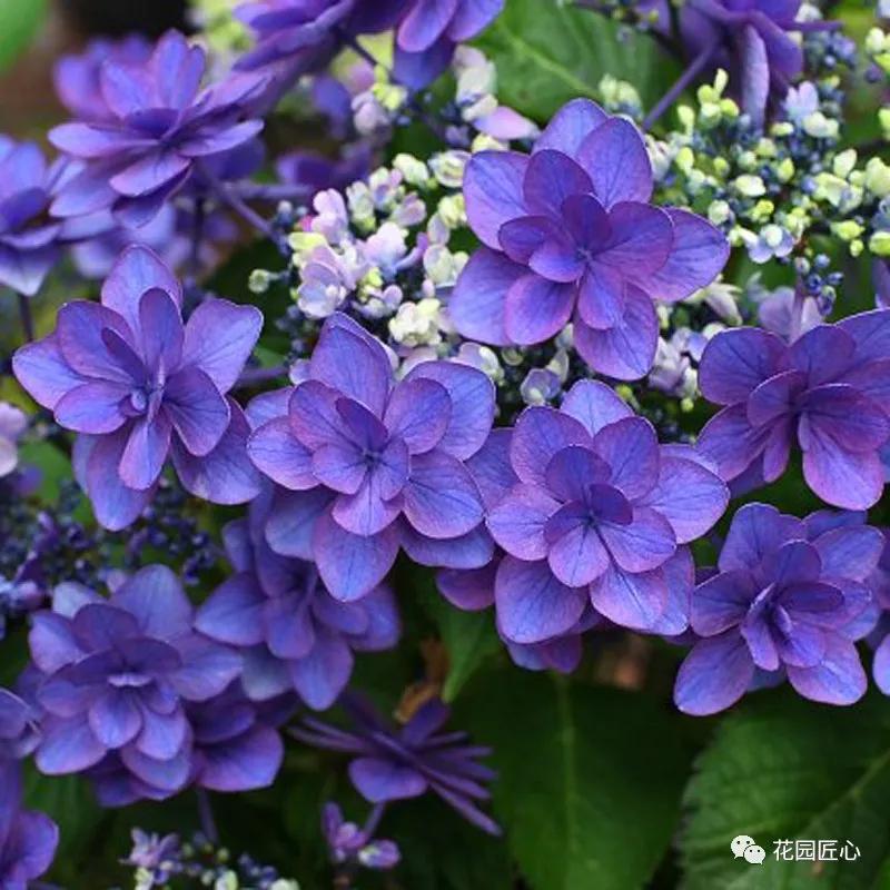 春季绣球叶子发皱怎么回事,夏季绣球老叶子都干枯怎么处理