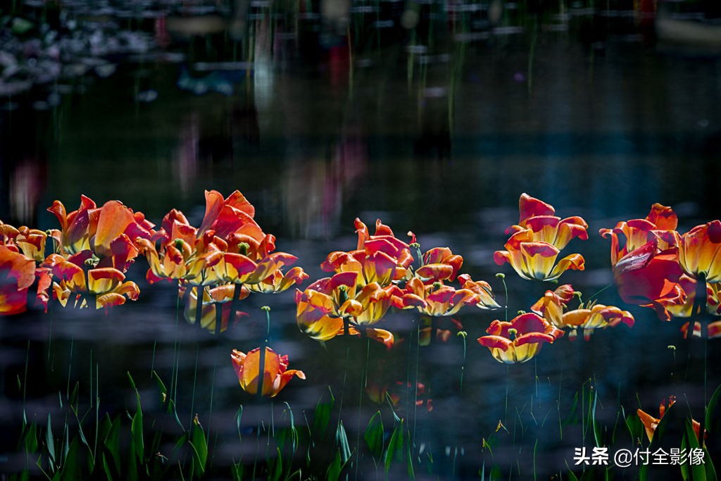 北京国际鲜花港有限公司,北京国际鲜花港一日游