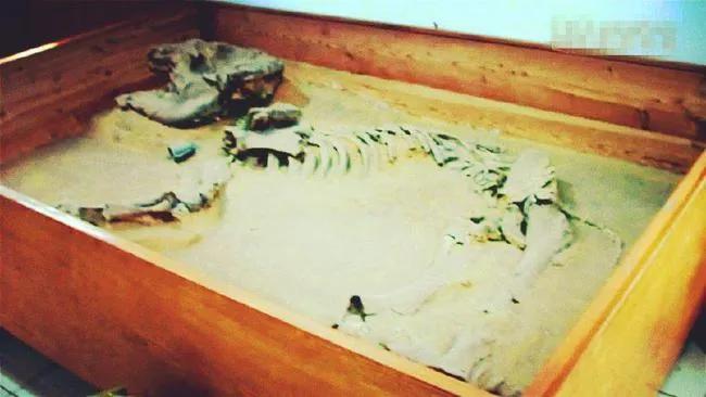 象群北迁日本报道,象群北迁降雨线北移