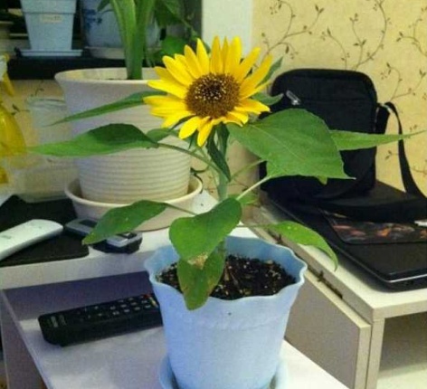 盆栽向日葵多久开花,盆栽向日葵养殖方法