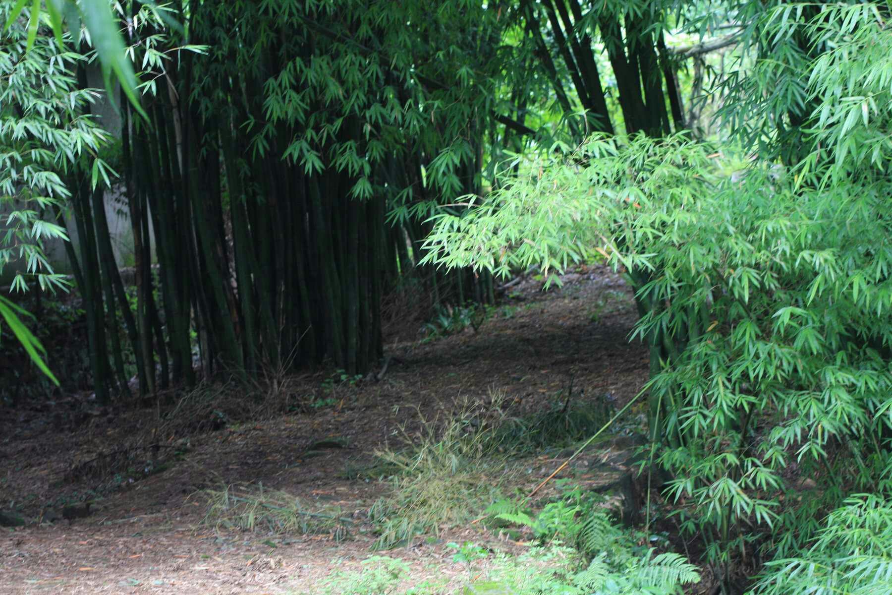 咏竹李贺,李贺咏竹诗有多少首