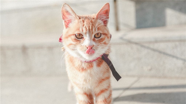 猫咪为什么经常带攻击性,猫咪为什么会有异食