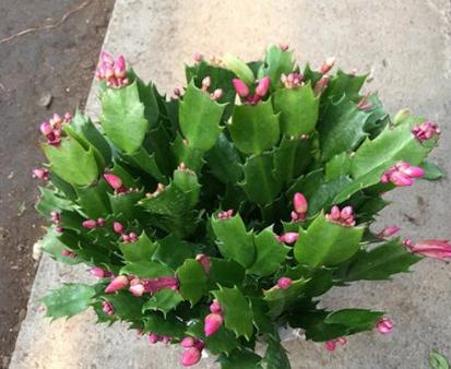 蟹爪兰叶子发软下垂怎么补救,蟹爪兰开花叶子打蔫怎么处理