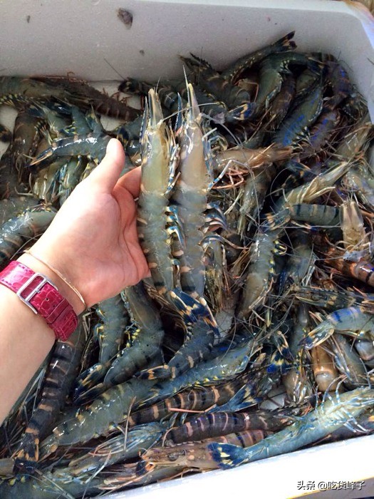 大虾买什么品种好吃又营养,买虾怎么挑选才新鲜好吃
