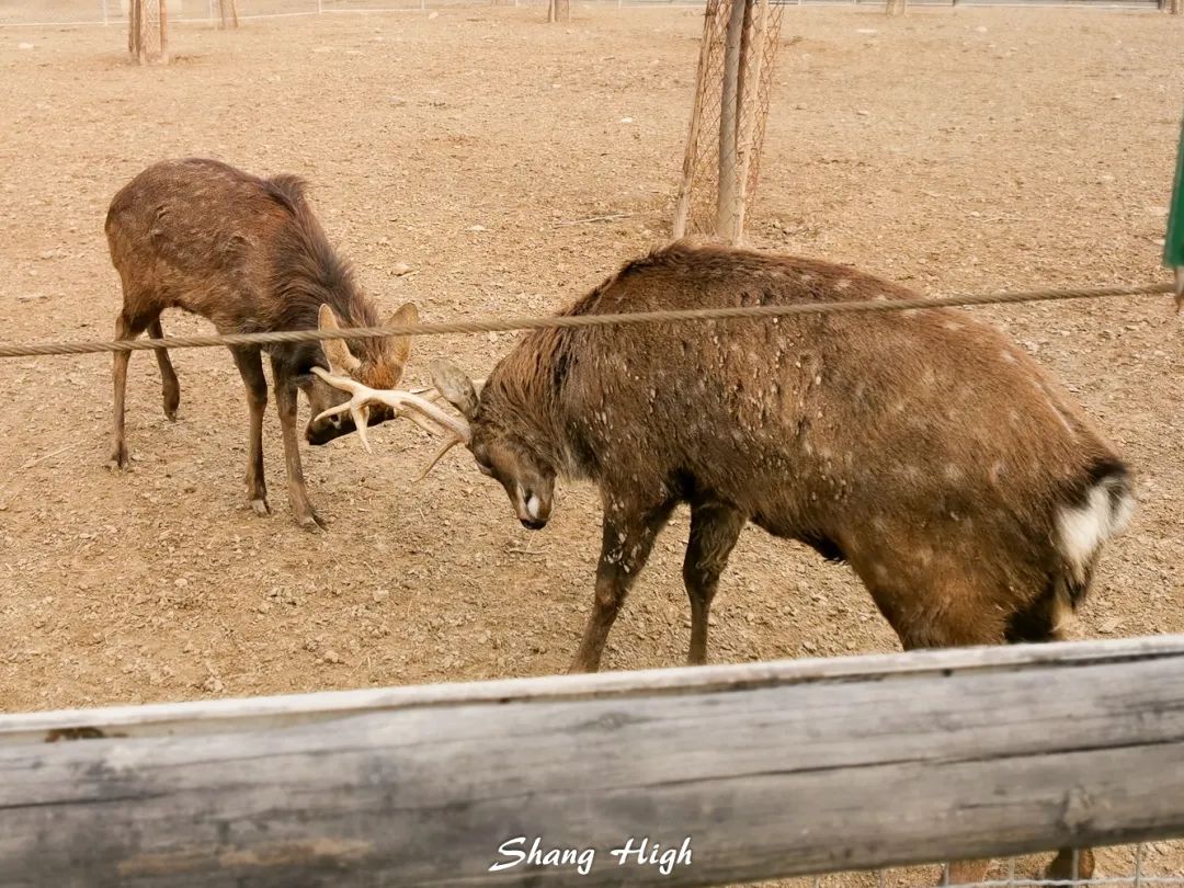 和平公园动物岛还有吗,和平公园可以喂动物吗