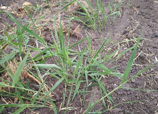 玉米田芦苇根除方法,玉米地里的芦苇该如何根除